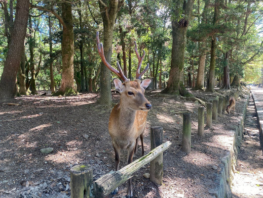 夏に嬉しい♪奈良イベントをご紹介します