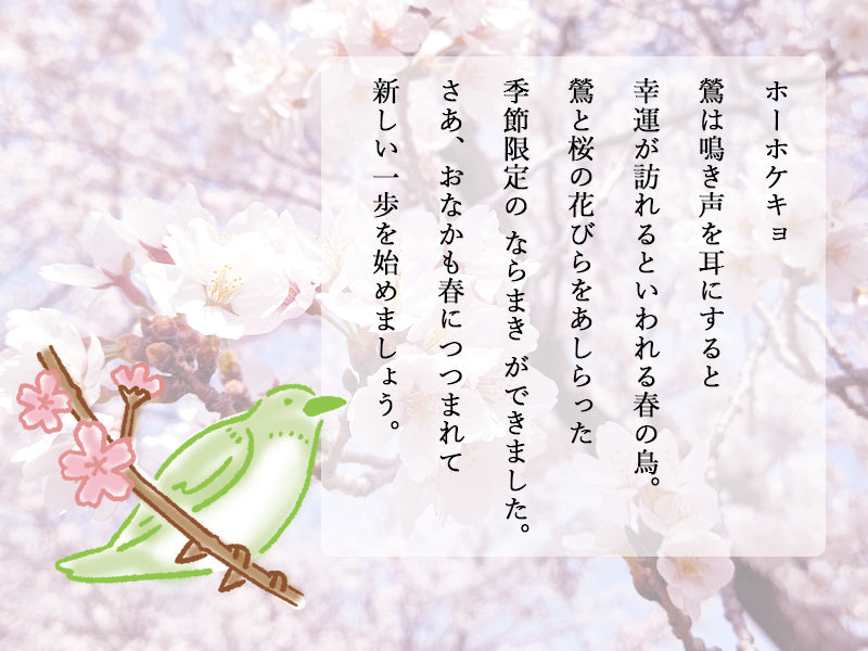 NARAMAKI Super thin haramaki  - Japanese nightingale and Cherry Blossoms-【Spring only】